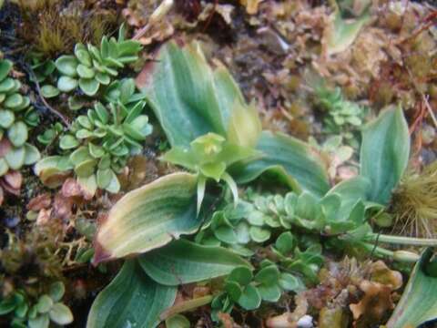 Image of Green bird orchid