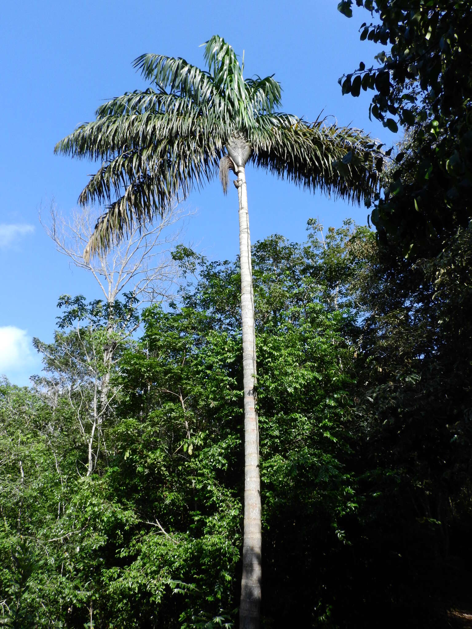 Image of Oenocarpus distichus Mart.