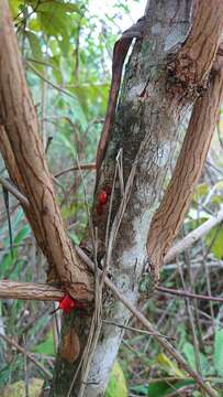 Image de Vismia gracilis Hieron.