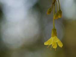 Image of tulip-wood tree