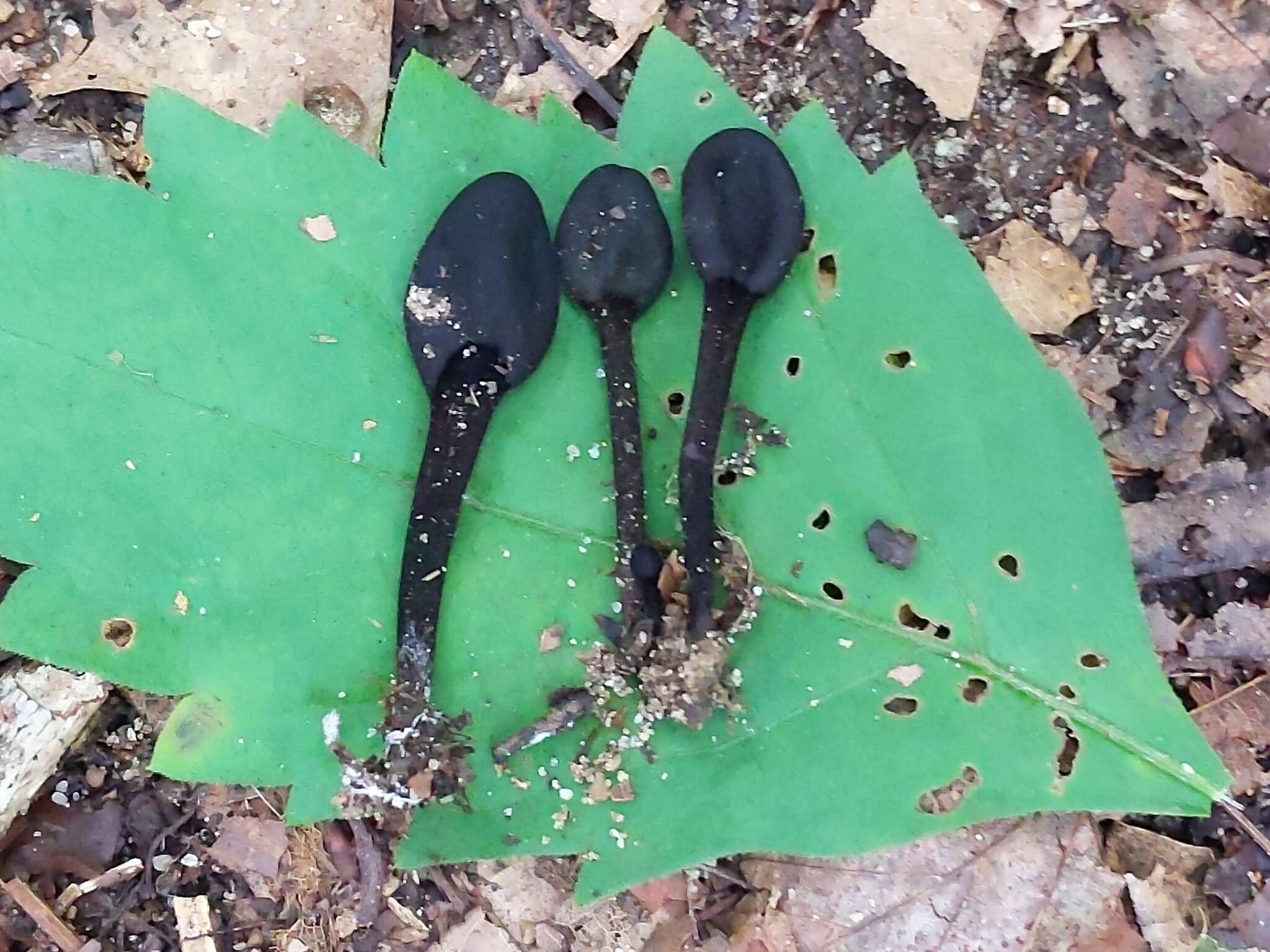 Слика од Trichoglossum variabile (E. J. Durand) Nannf. 1942