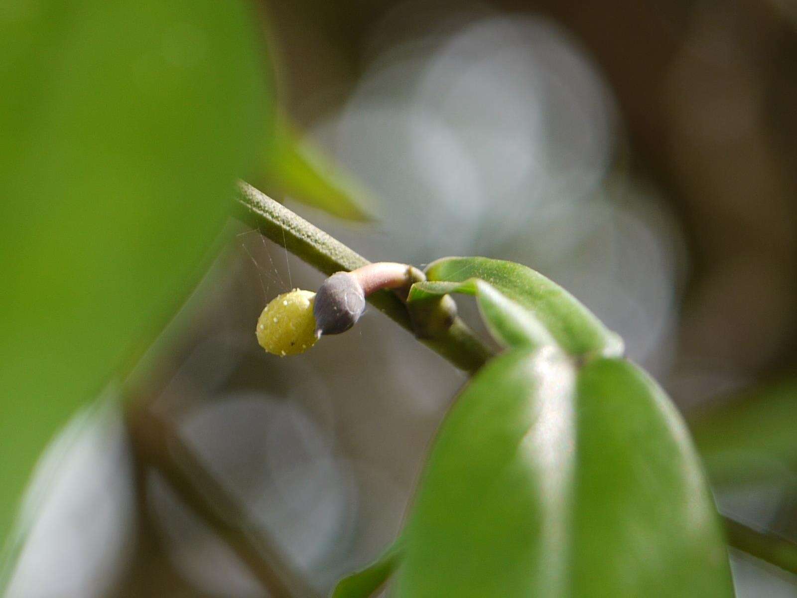 Image of Pothos scandens L.