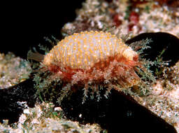 Image of Kernel cowry