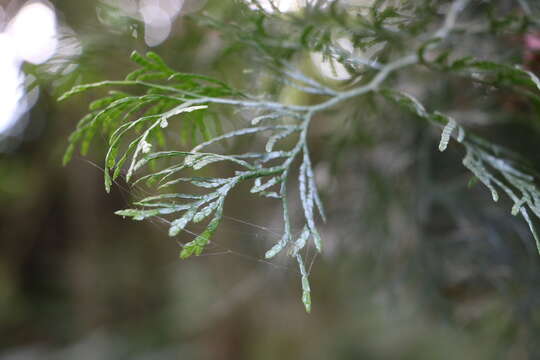 Image of Taiwan Incense-Cedar