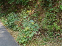 Image of Abutilon persicum (Burm. fil.) Merr.