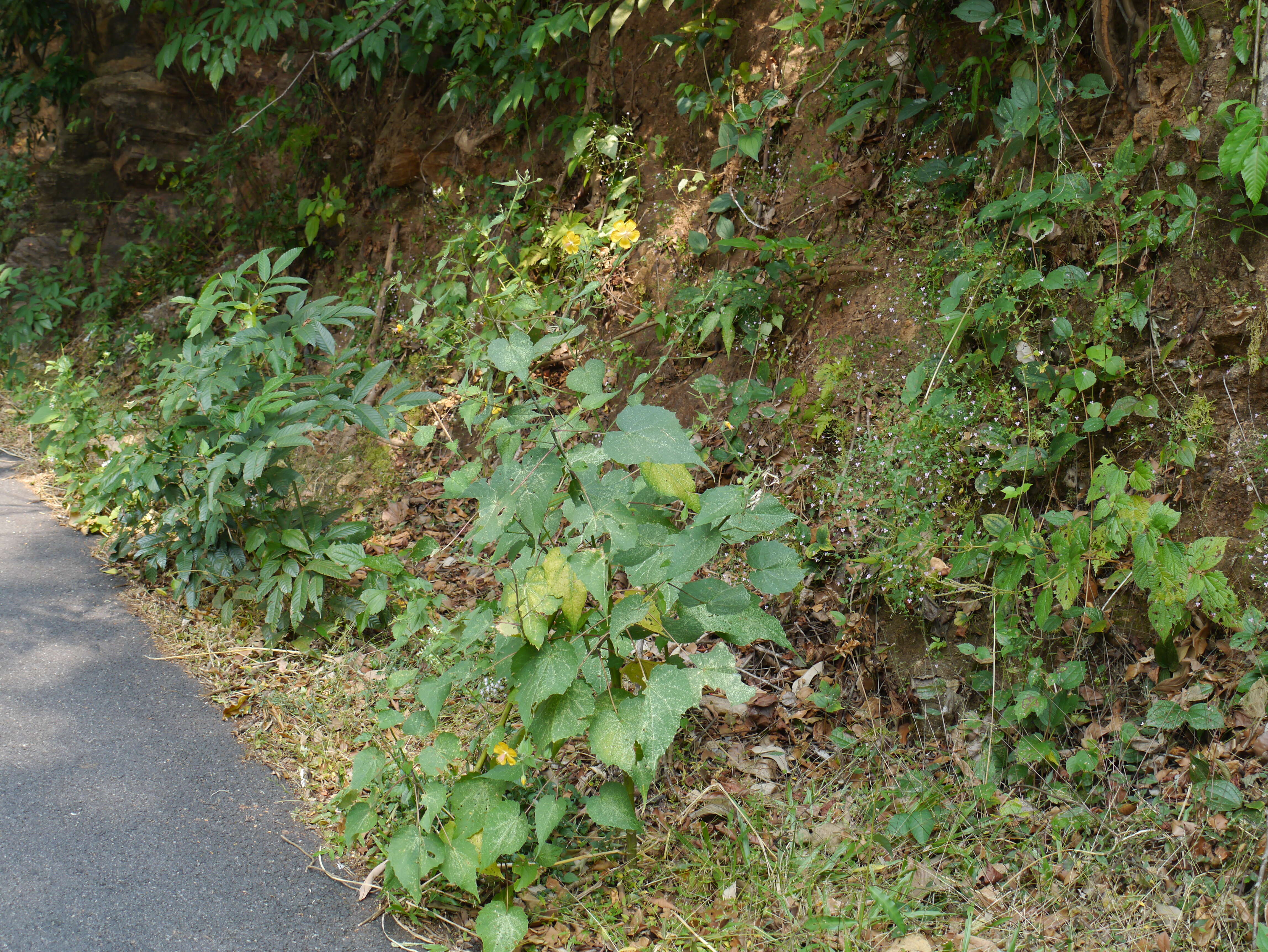 Imagem de Abutilon persicum (Burm. fil.) Merr.