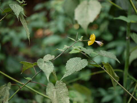 Imagem de Abutilon persicum (Burm. fil.) Merr.