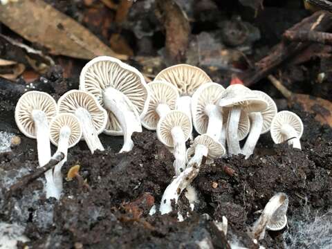 Image of Asterophora mirabilis (T. W. May) Redhead & Seifert 2001