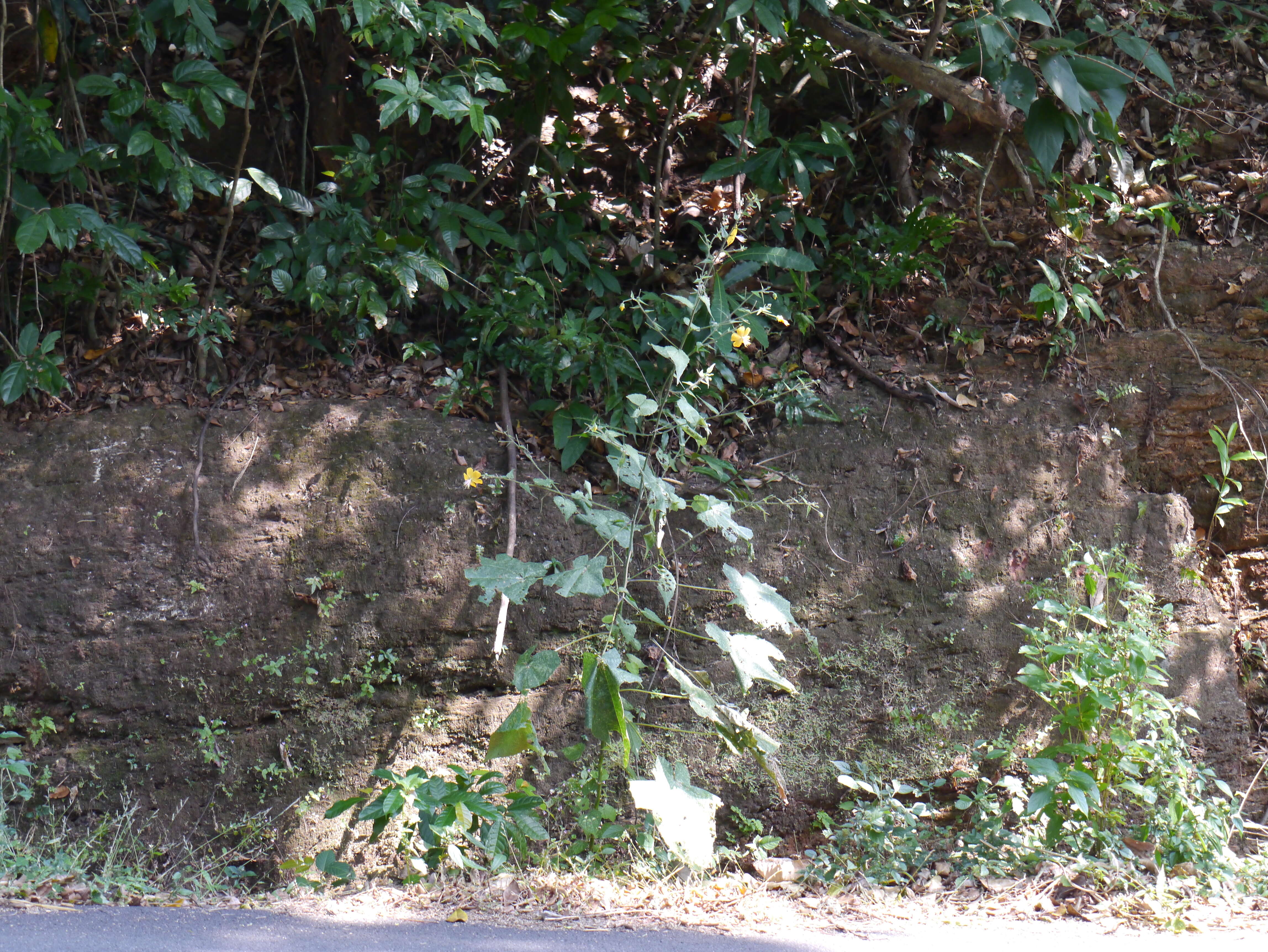 Image of Abutilon persicum (Burm. fil.) Merr.