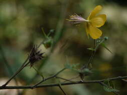 Image of Abutilon persicum (Burm. fil.) Merr.