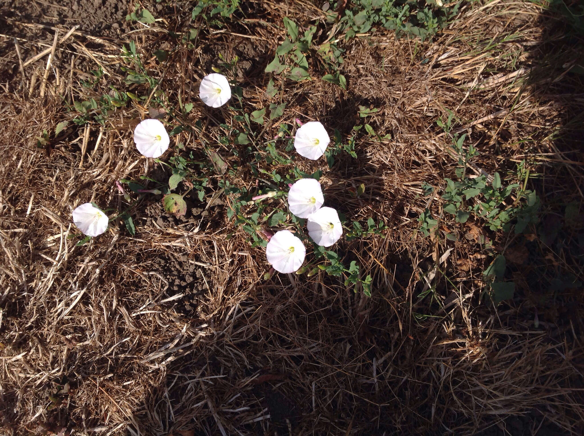 Image of Field Bindweed