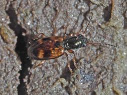 Image of Bembidion (Trepanes) articulatum (Panzer 1796)