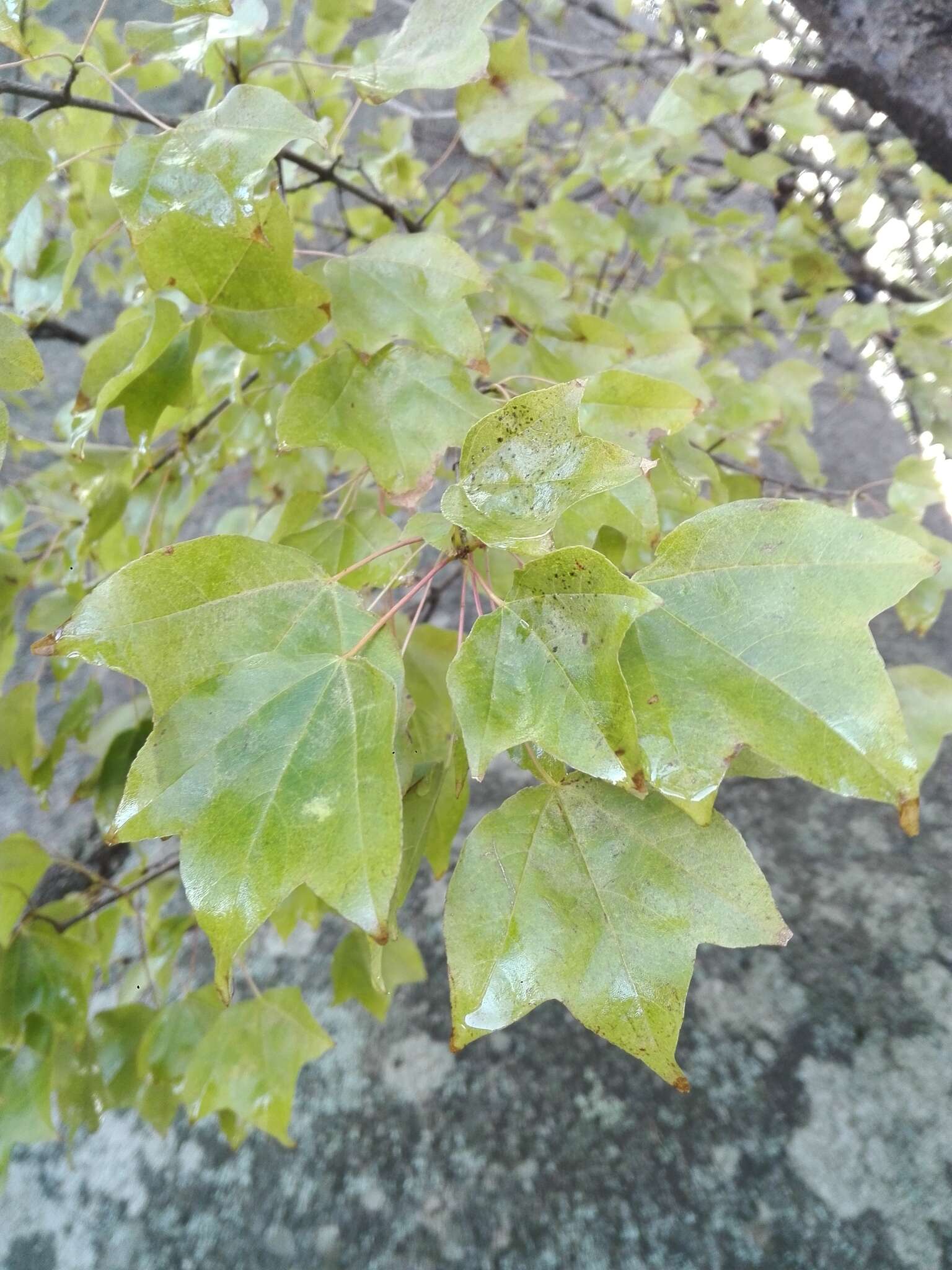 Image of three-toothed maple