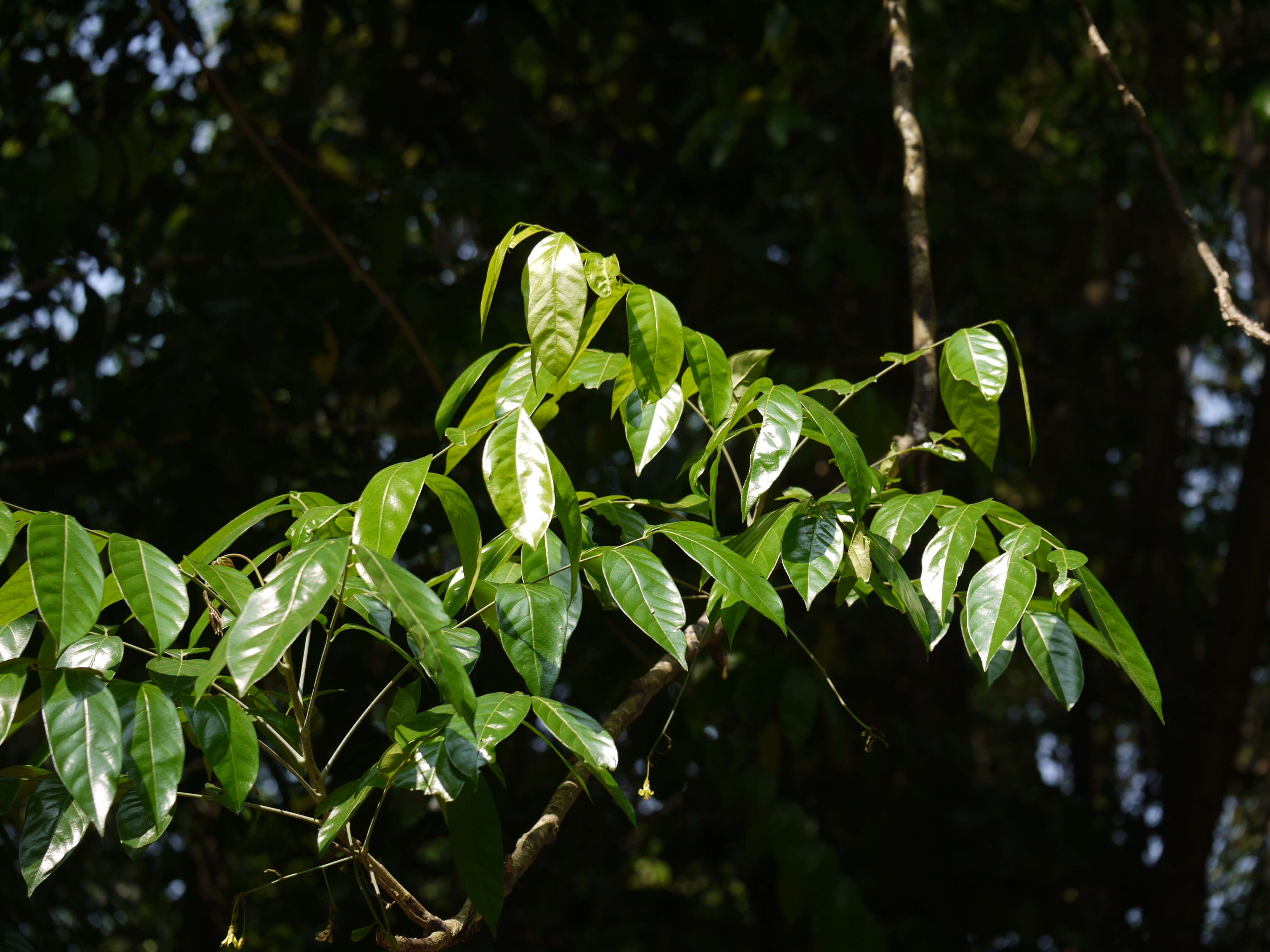 Image of tulip-wood tree