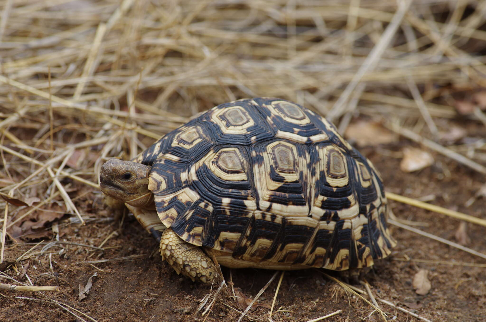 Sivun Stigmochelys kuva