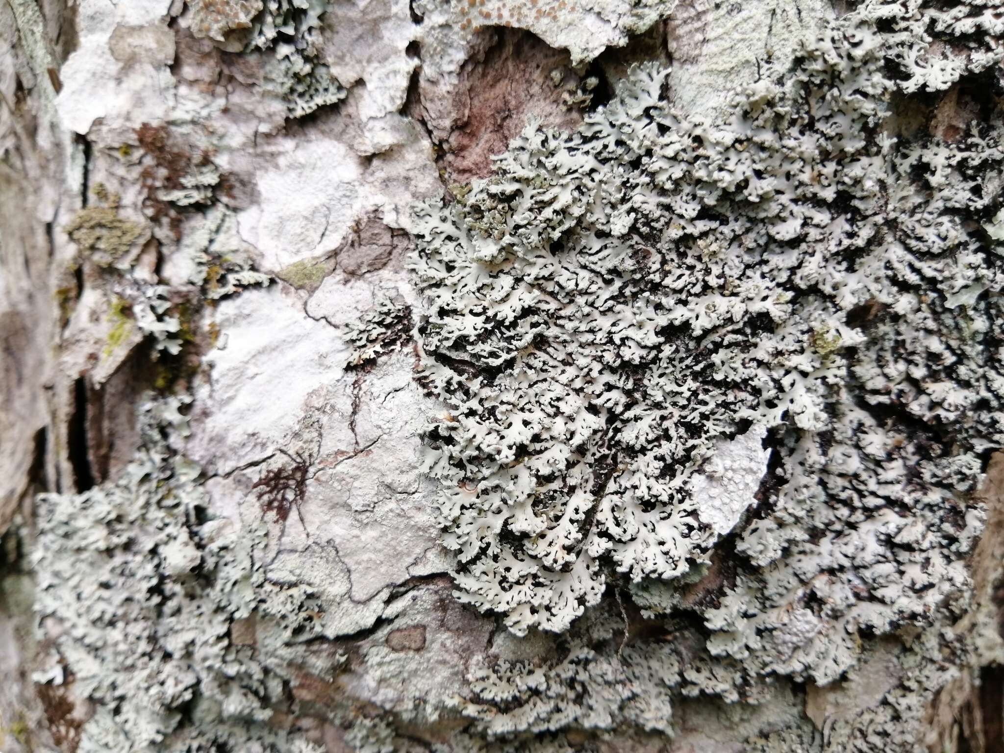 Image of Blue Ridge shield lichen