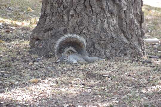 صورة Sciurus arizonensis Coues 1867