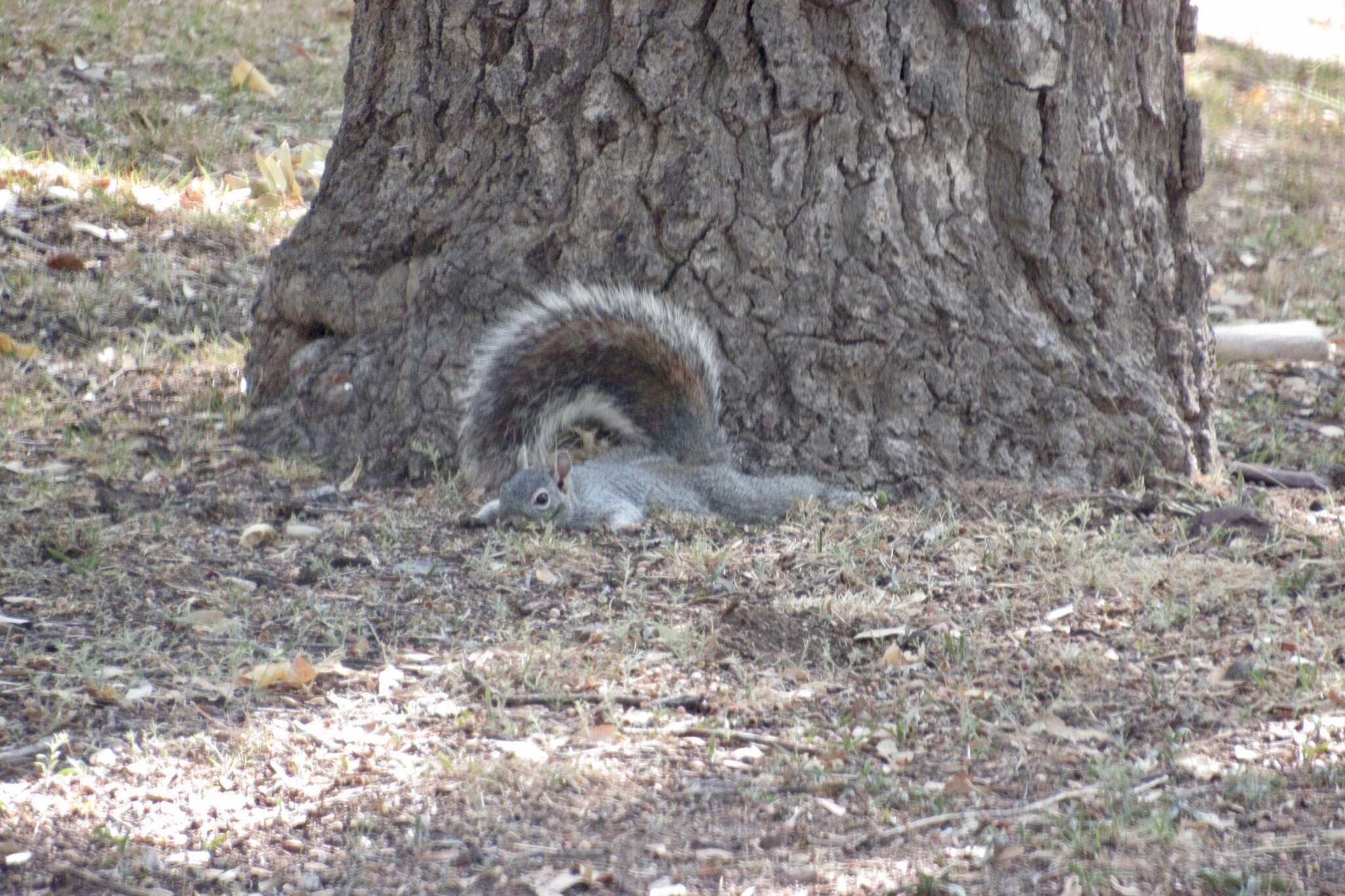 Image of Arizona Gray Squirrel