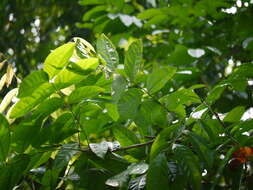 Image of tulip-wood tree