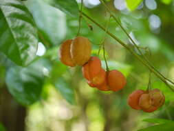 Image of tulip-wood tree