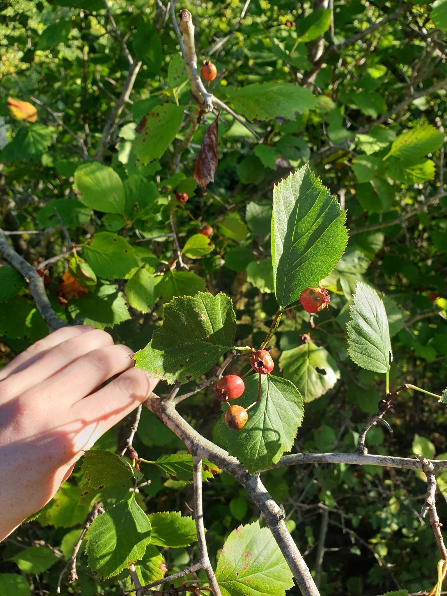 Image de Crataegus brainerdii Sarg.