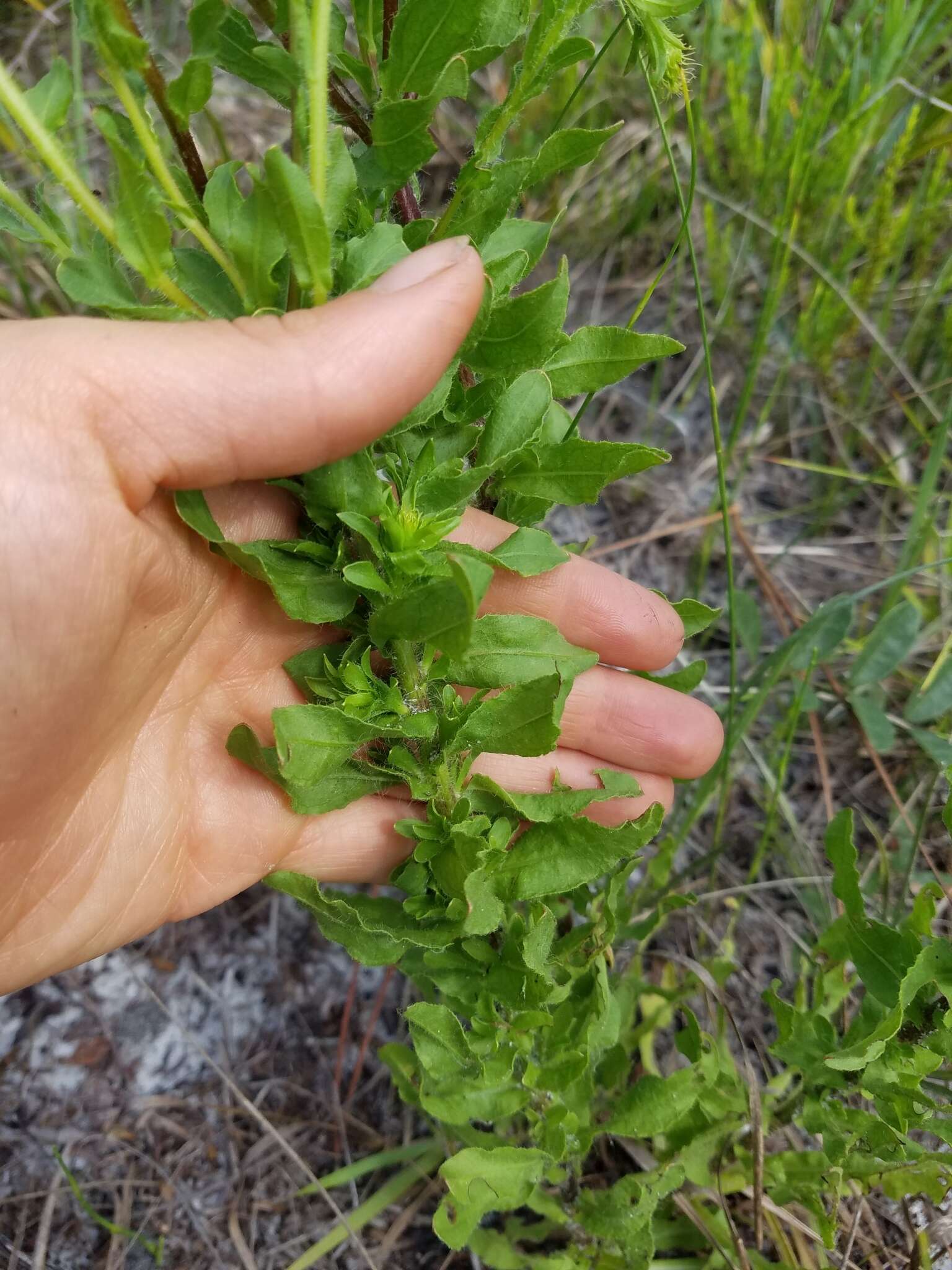 Image of scrubland goldenaster