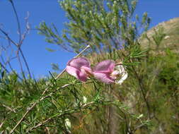 Image of Aspalathus uniflora subsp. willdenowiana (Benth.) R. Dahlgren