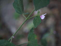 Image of Caesarweed