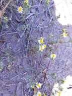 Image of Sonoran pricklyleaf
