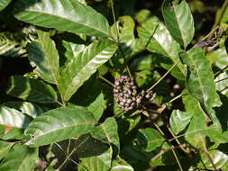 Leea indica (Burm. fil.) Merr. resmi