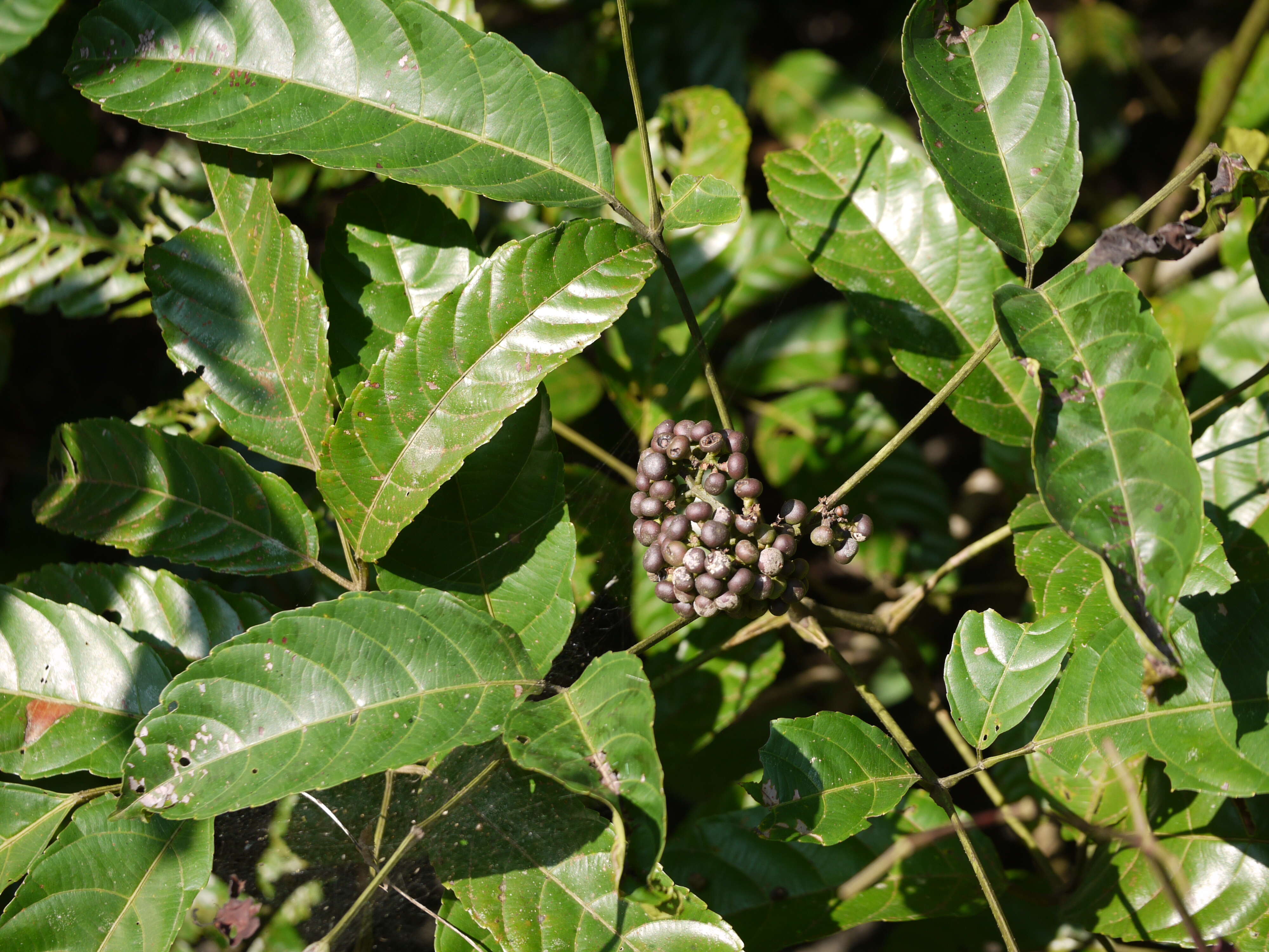 Image of bandicoot-berry