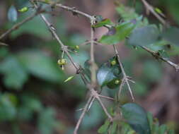 Image of Canthium angustifolium Roxb.