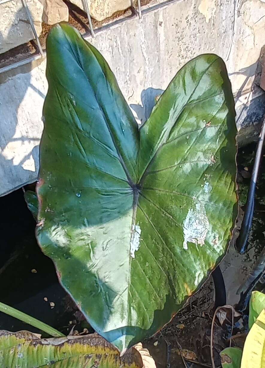 Imagem de Colocasia fontanesii Schott