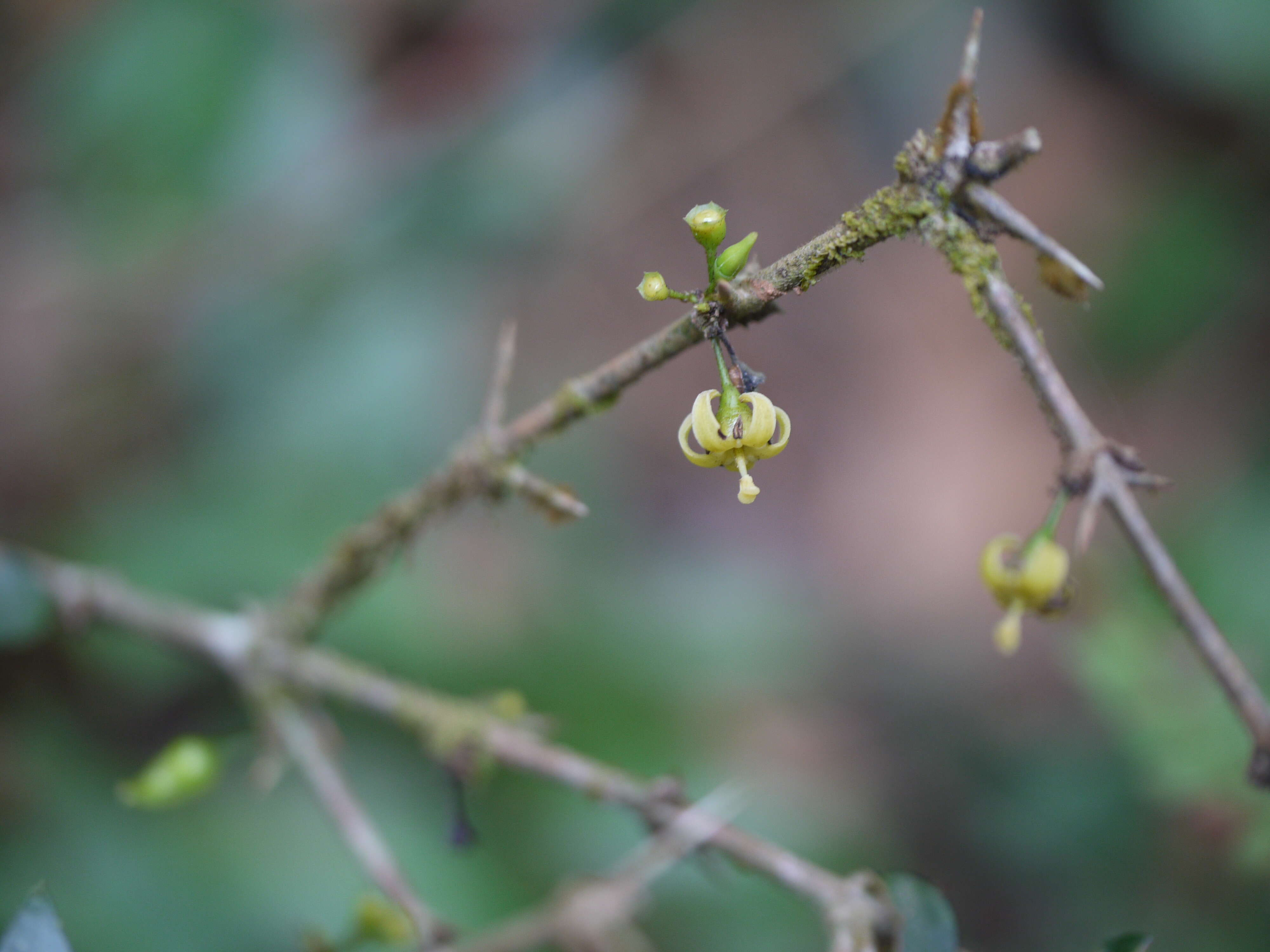 Image of Canthium angustifolium Roxb.