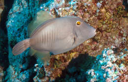 Image of Barred Filefish
