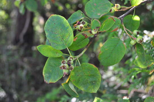 Image of Saskatoon serviceberry