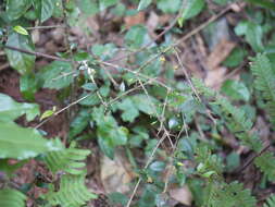 Image of Canthium angustifolium Roxb.