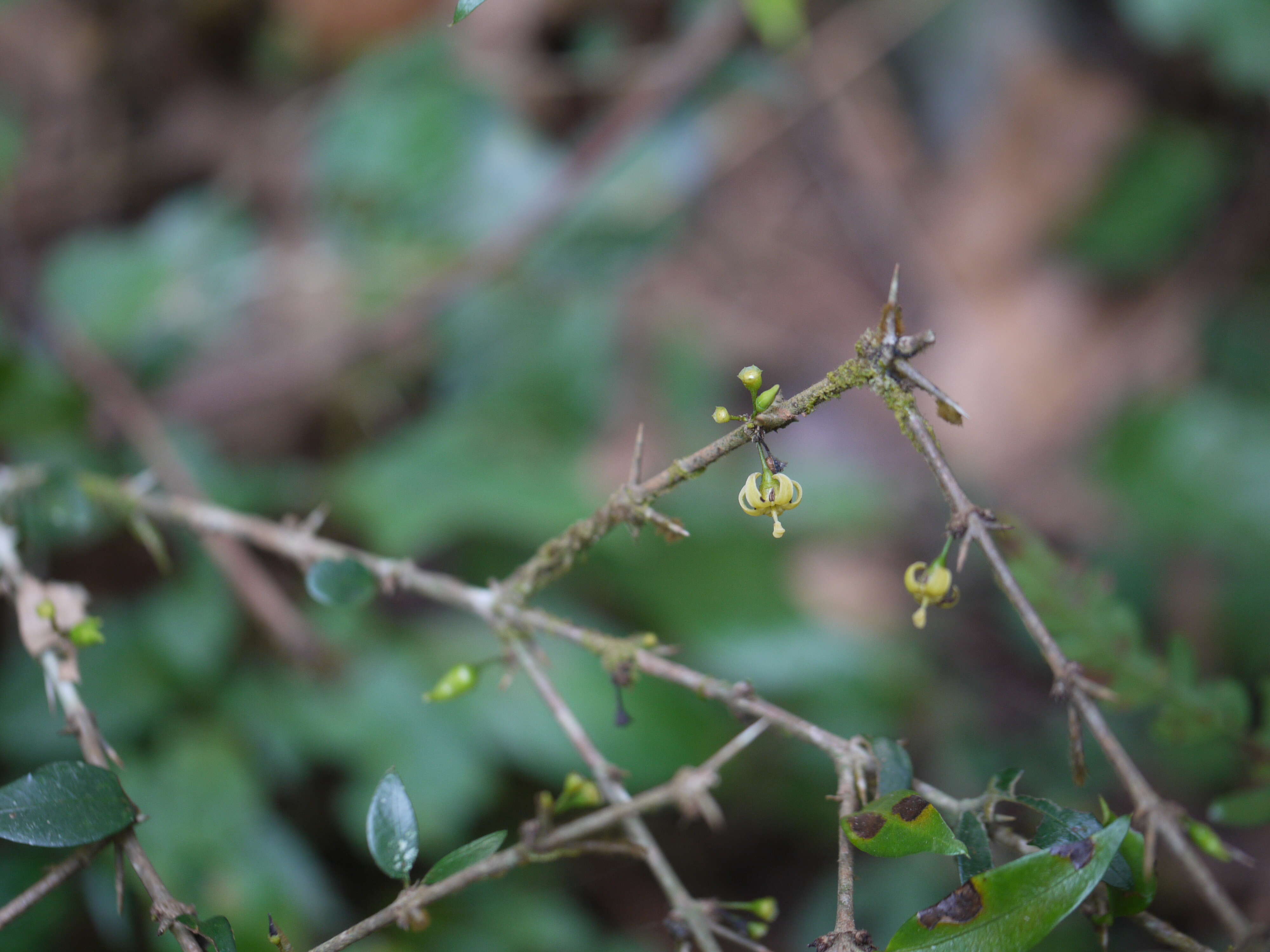 Image of Canthium angustifolium Roxb.