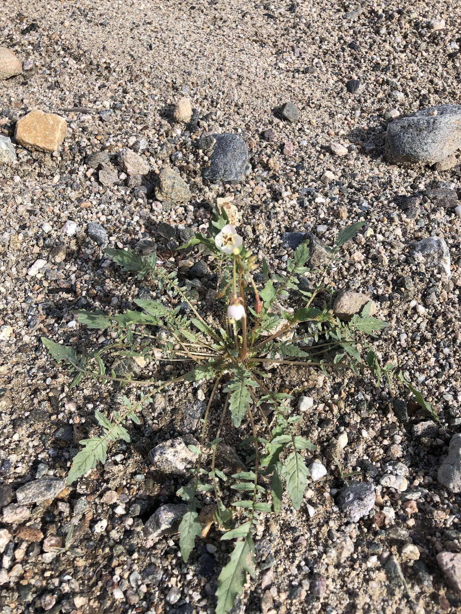 Imagem de Chylismia claviformis subsp. integrior (P. H. Raven) W. L. Wagner & Hoch