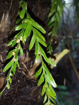 Image of Tmesipteris horomaka Perrie, Brownsey & Lovis