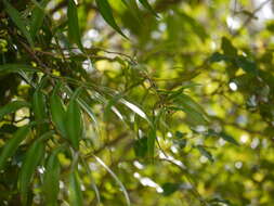 Image of Pothos scandens L.