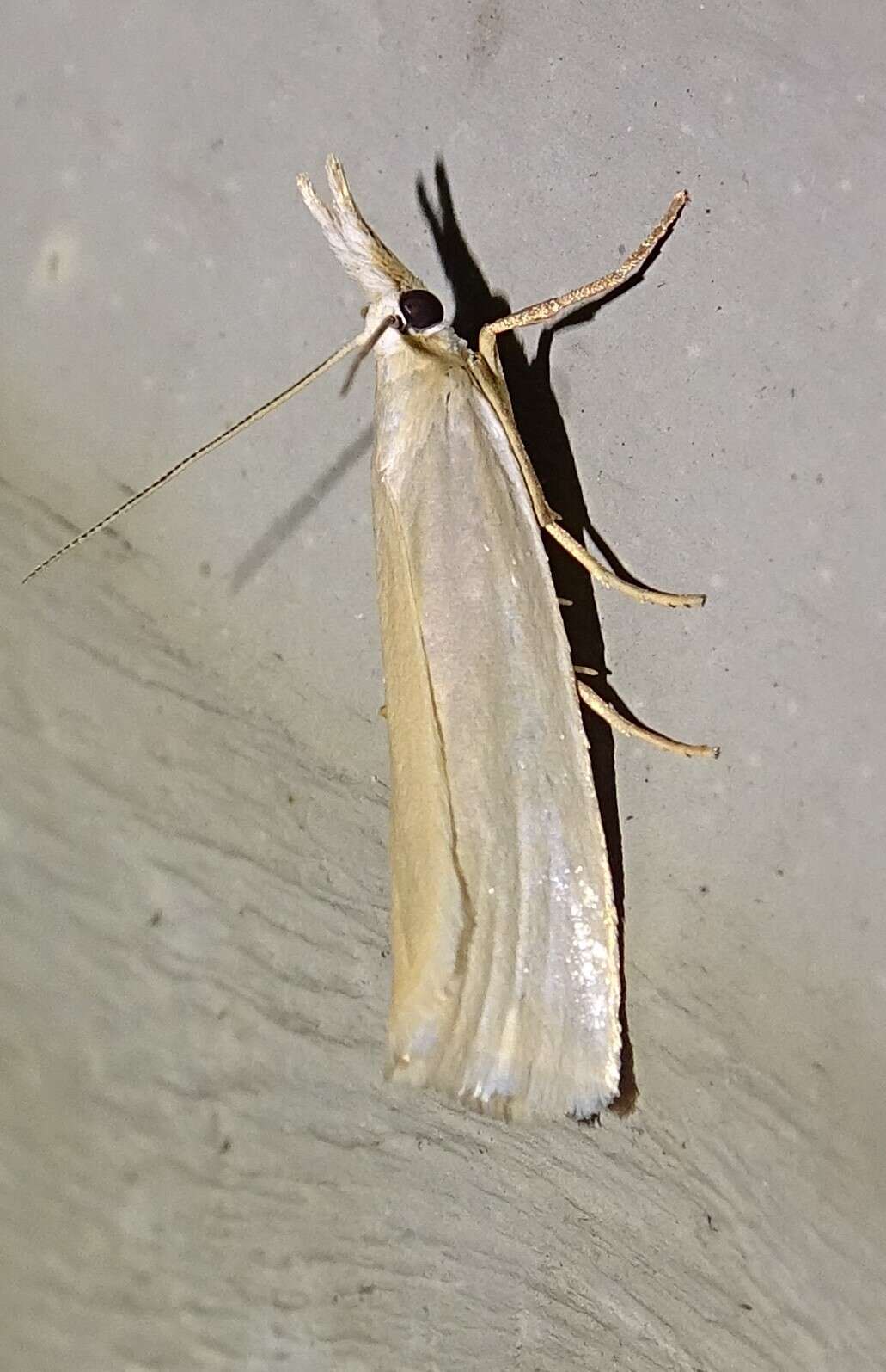 Слика од Crambus perlella Scolopi