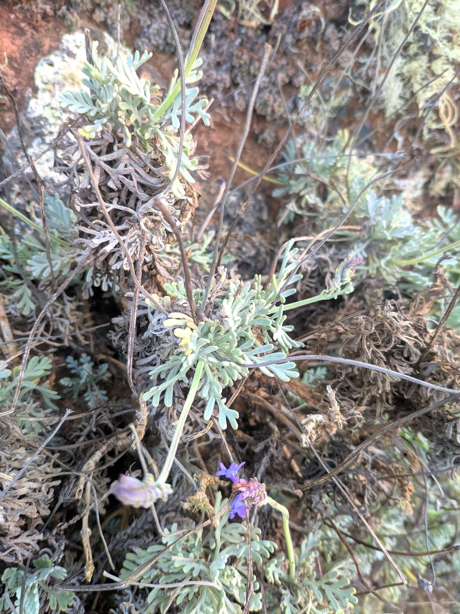 Plancia ëd Lavandula pinnata Lundmark