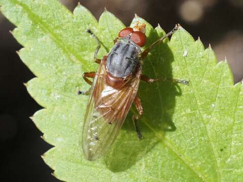 Image of Brachyopa maculipennis Thompson 1980