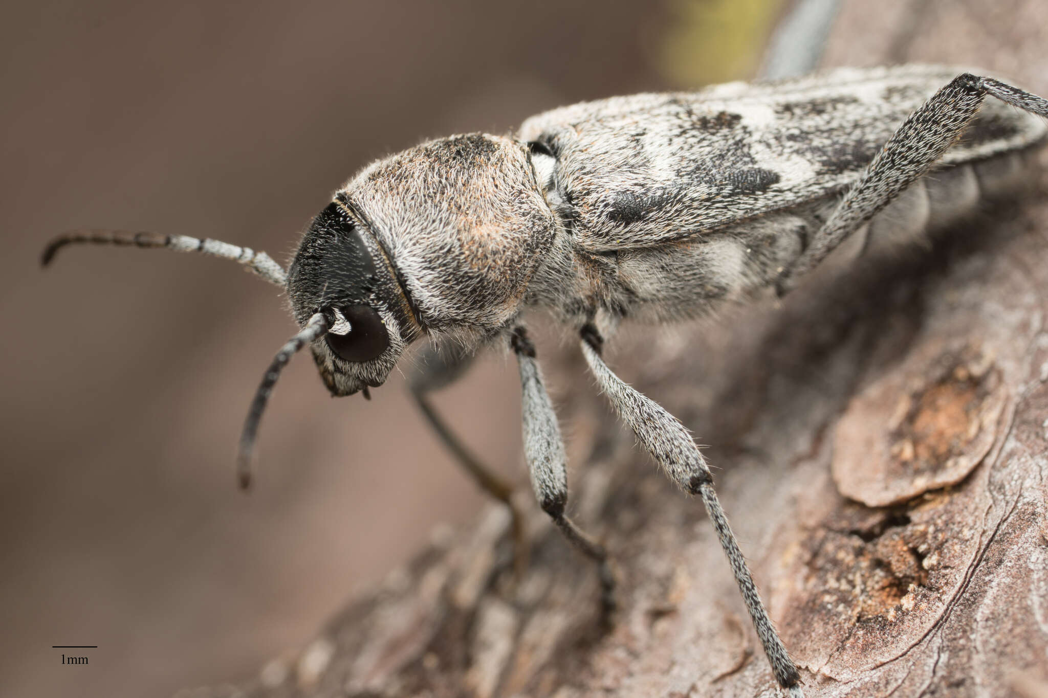 Imagem de Xylotrechus albonotatus Casey 1912