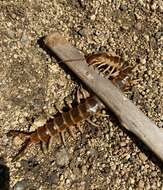 Image de Scolopendra gigantea Linnaeus 1758