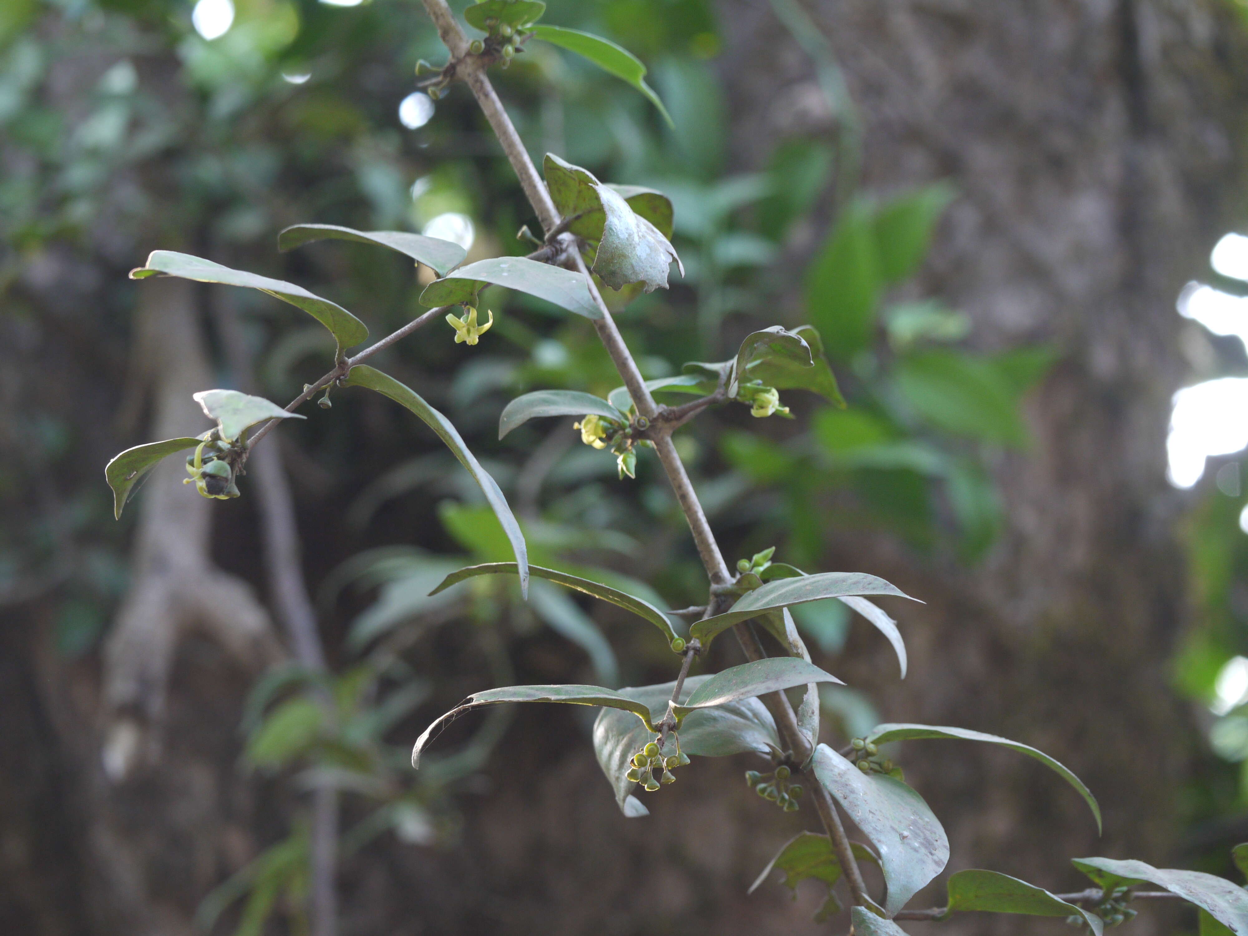 Image of Canthium angustifolium Roxb.