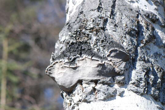 Image of Phellinus tremulae (Bondartsev) Bondartsev & P. N. Borisov 1953