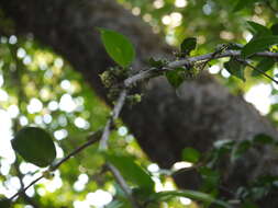 Image of Canthium angustifolium Roxb.