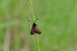 Image of Zygaena oxytropis Boisduval 1828